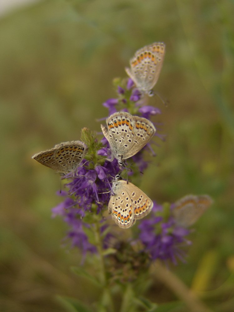 Запестрело