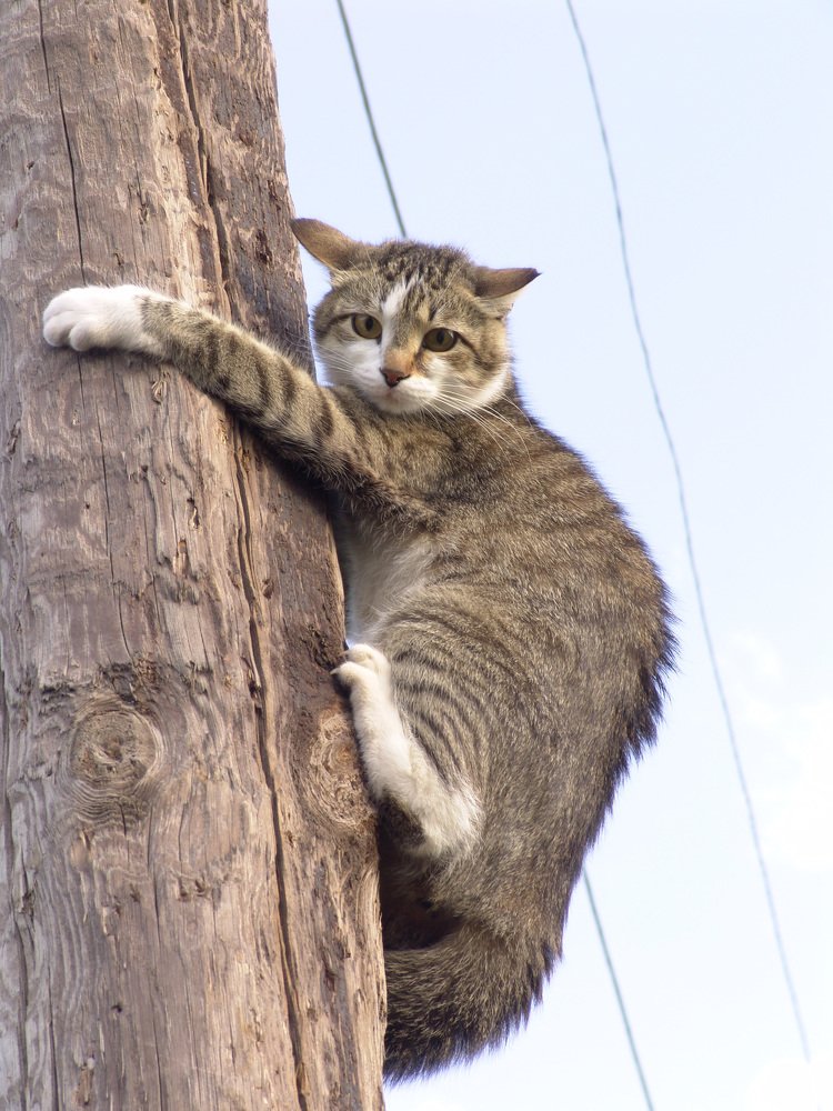 Я не трус, но...