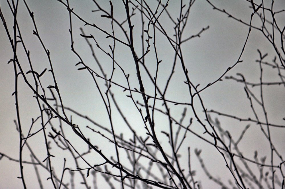 branches