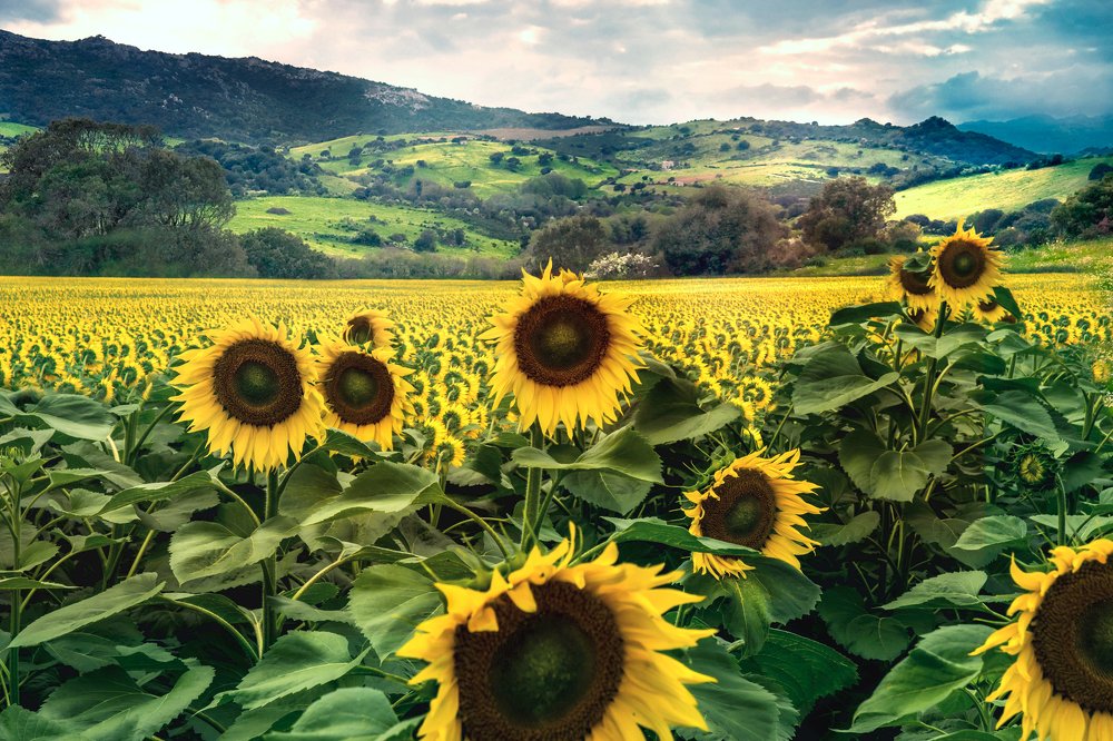 Подсолнухи