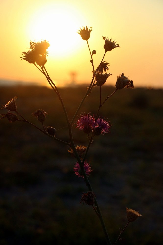 Закат в Молочном