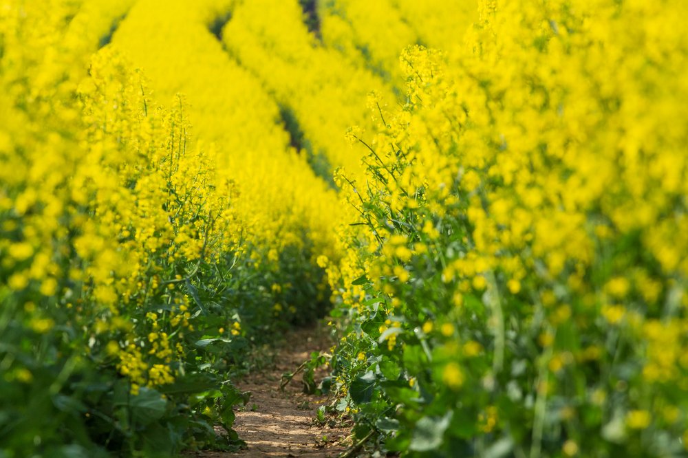 Through the rapeseed field.