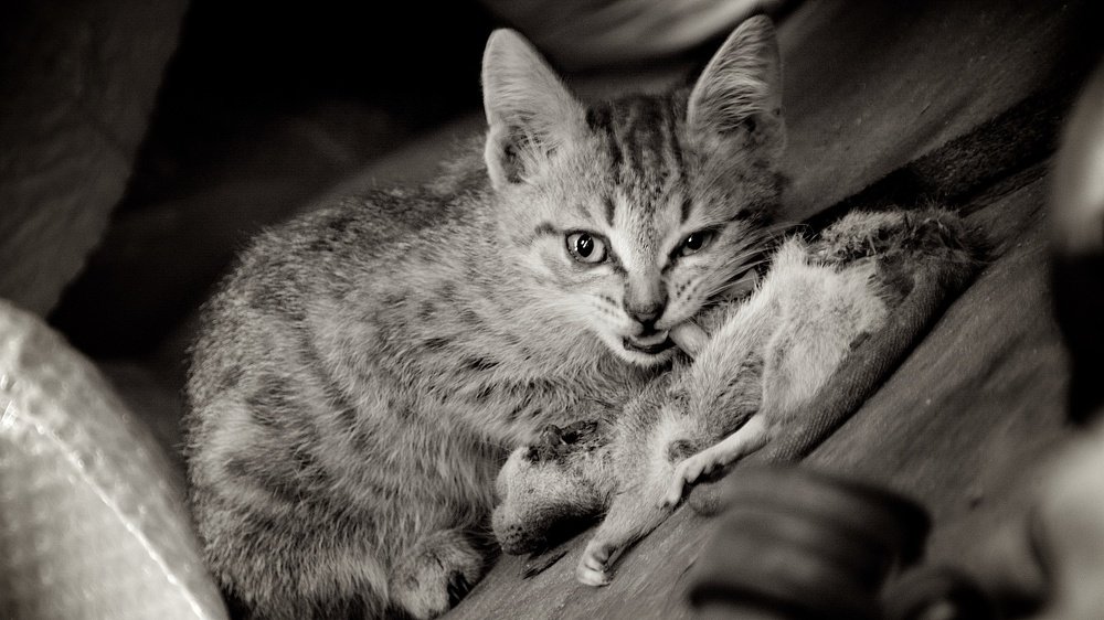 Photograph by cartoon62