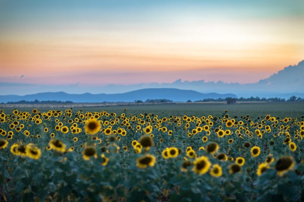 Sunflowers