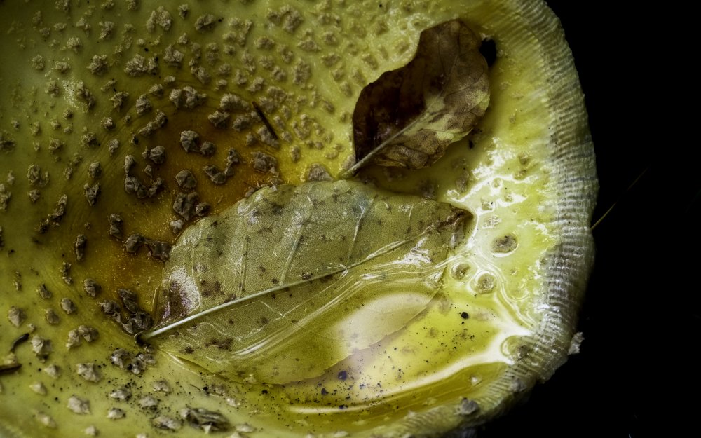 Leaves on a mushroom