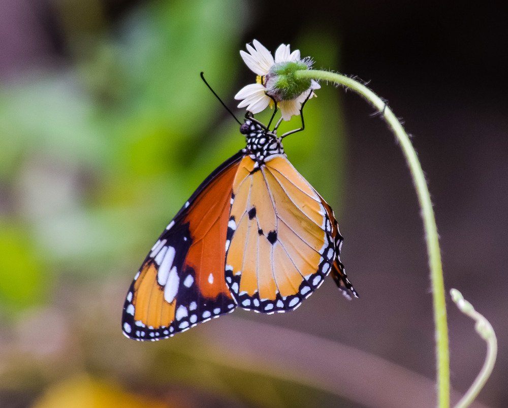 Butterfly and flower