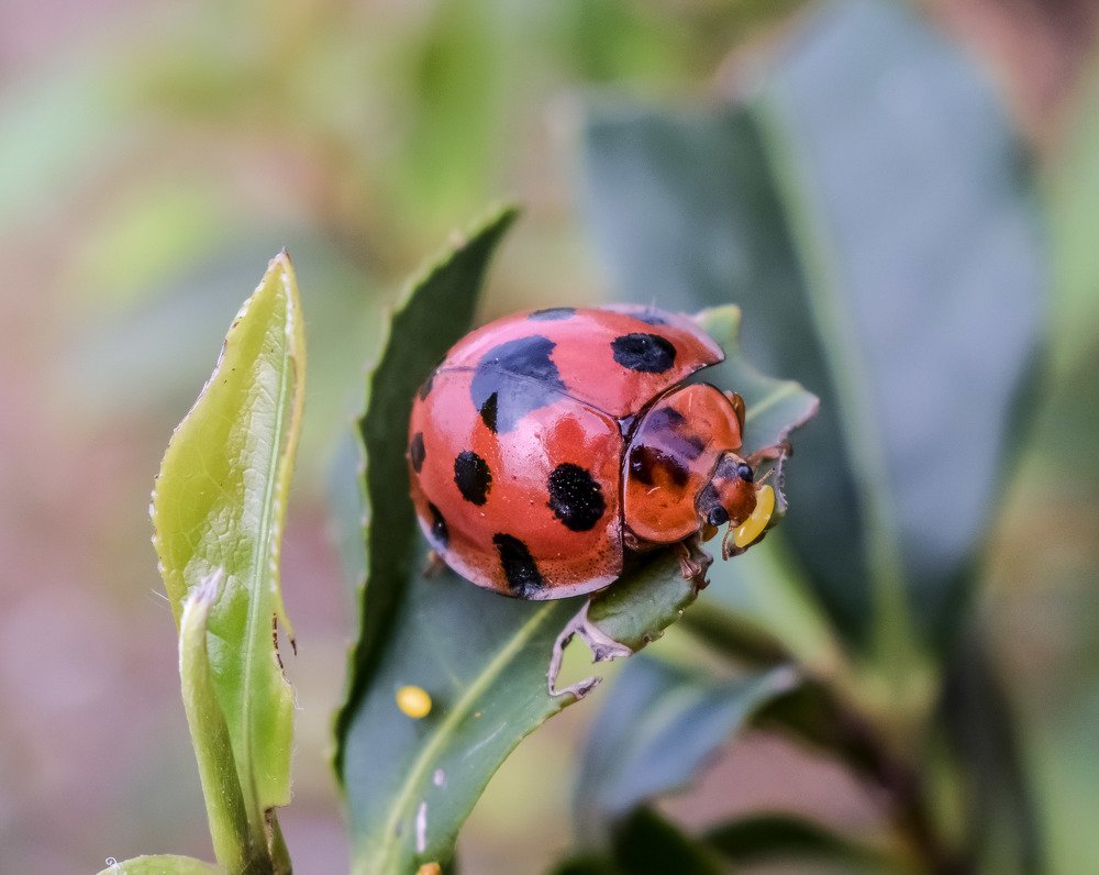 Ladybug