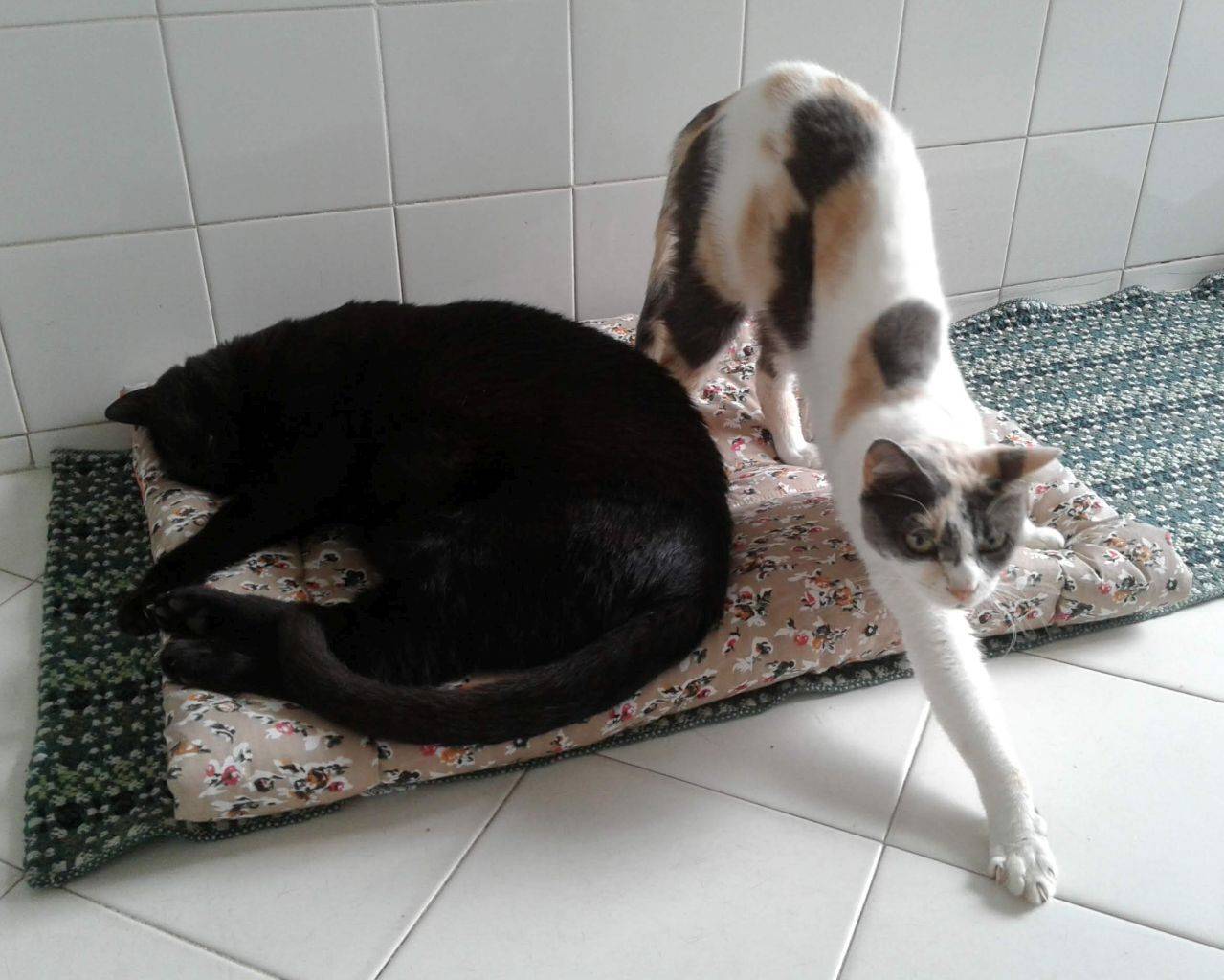 Vlad and Lucy