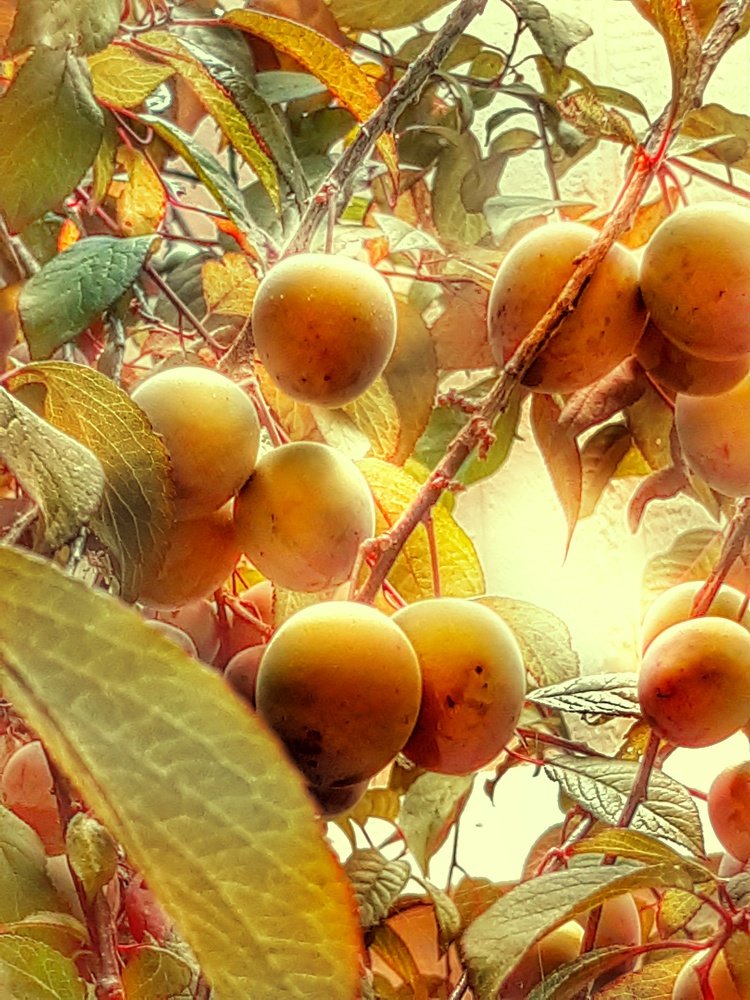 Summer Fruit