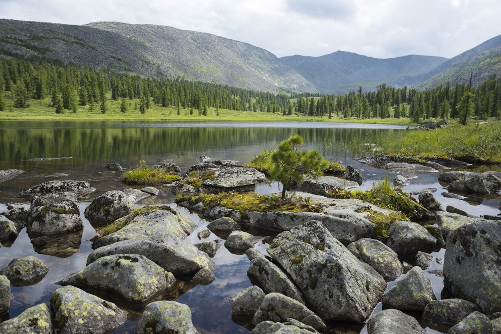 И на камнях растут деревья.