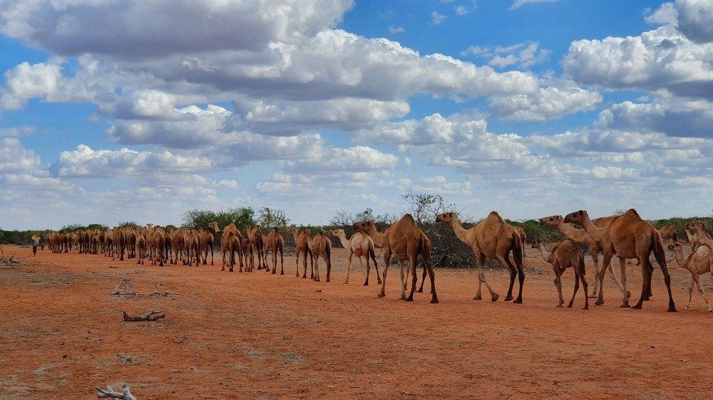 An old man hearding his camels