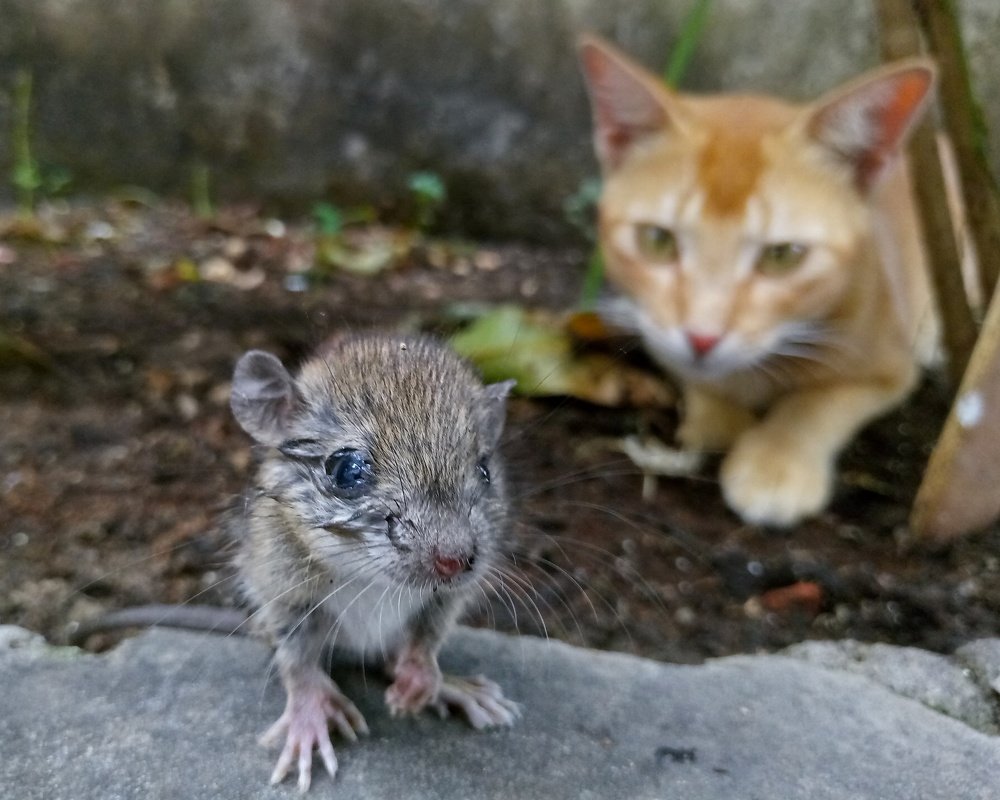 The Prey & The Predictor