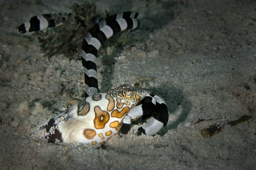Underwater predator