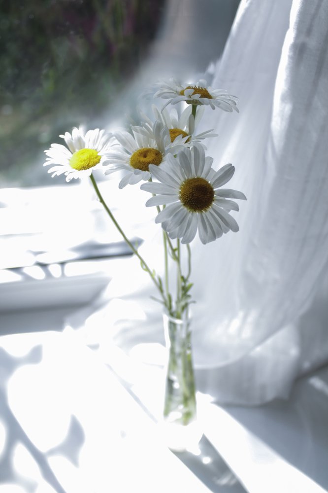 Любимые цветы