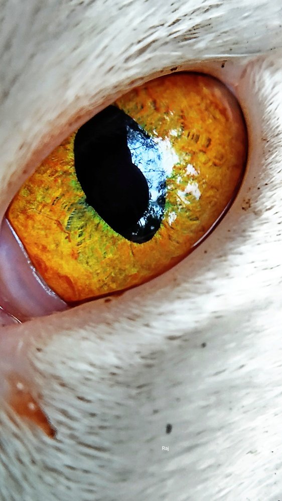 Beauty of Eye