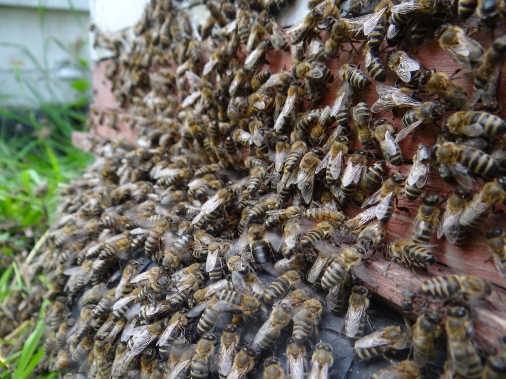 Жизнь на пасеке