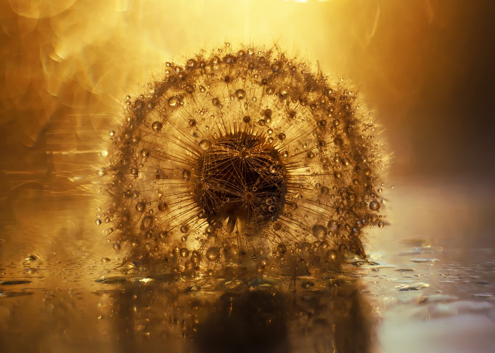 Одуванчик в золоте