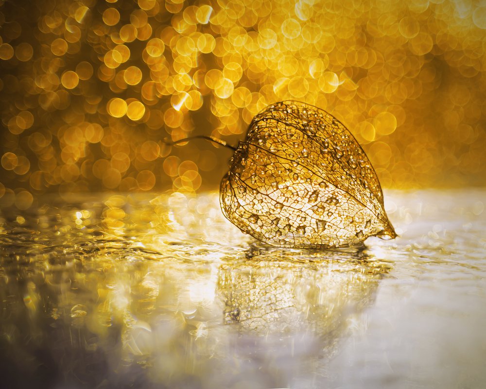 Физалис в вечернем солнечном золоте