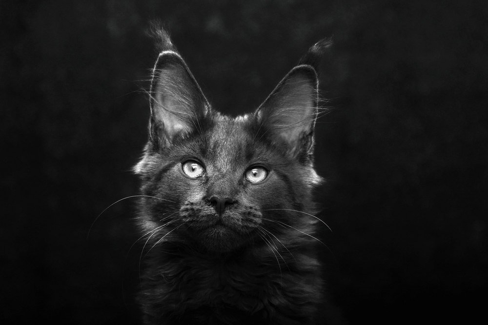 Наблюдатель