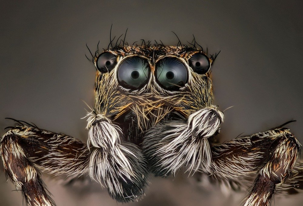 паук скакун