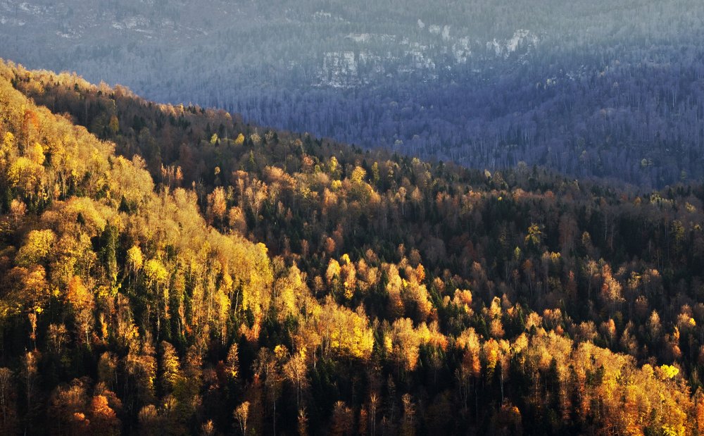 Лес горит осенью