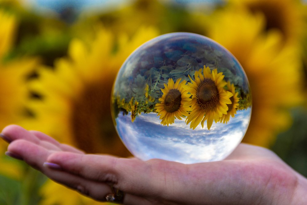 Подсолнухи