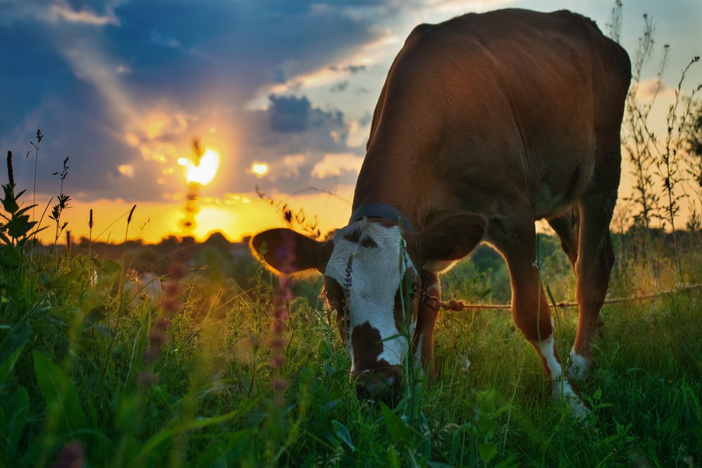 Photograph by Владимир Парадный