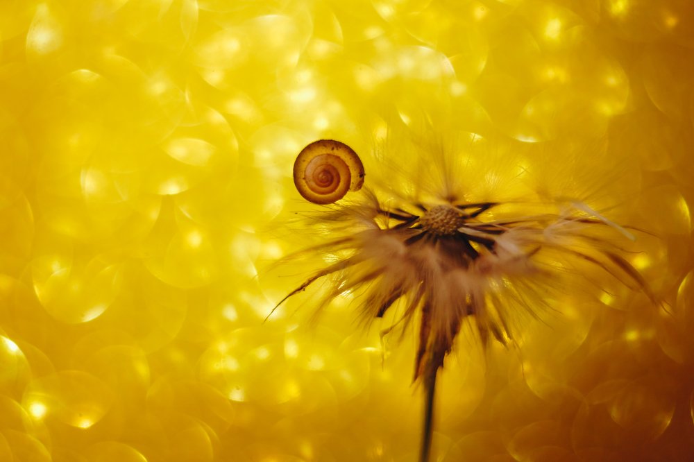 Фотография автора Summerlin