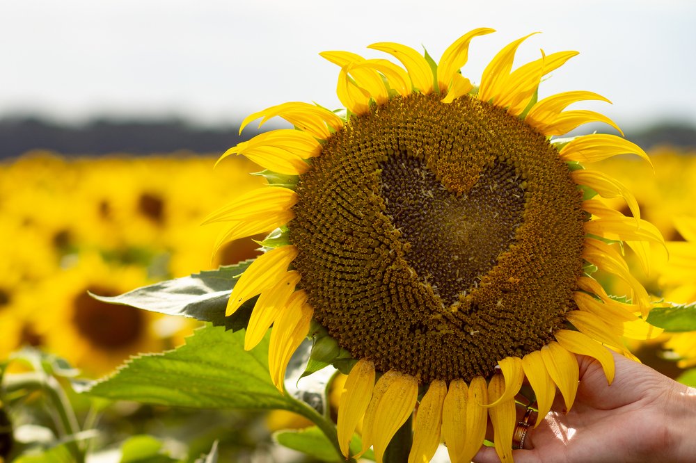 Цвет настроения желтый