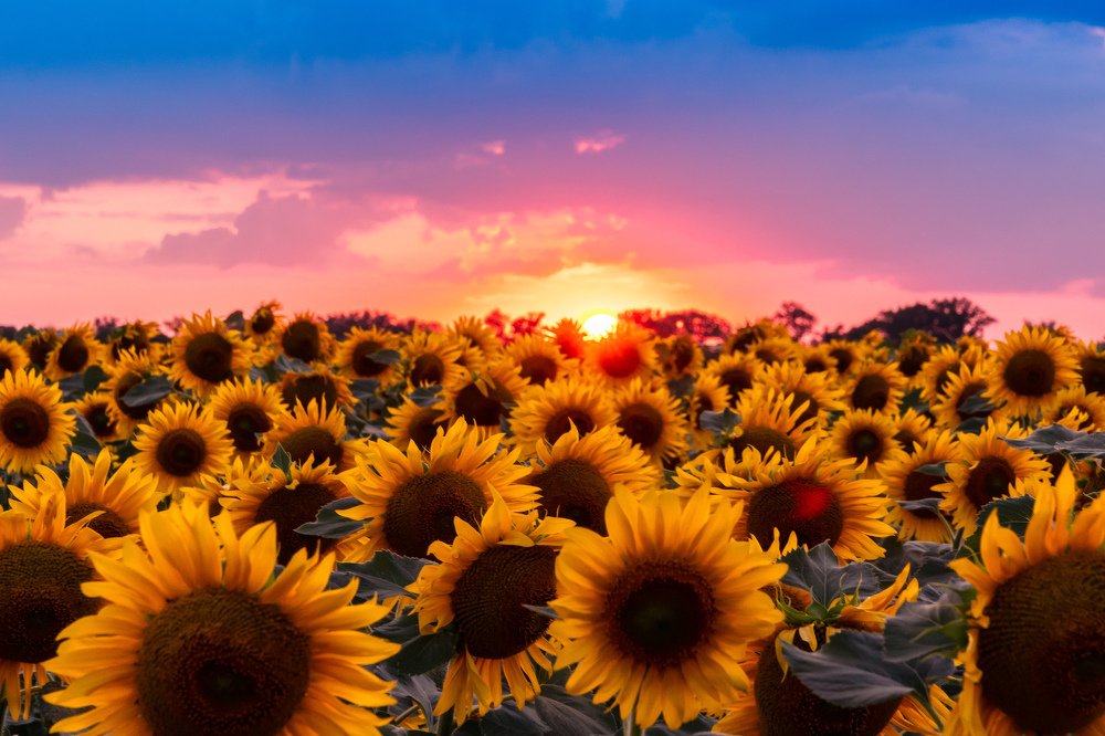 Закат солнца в подсолнухах
