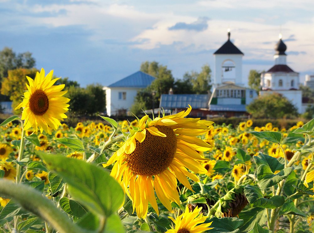 Солнечный вечер
