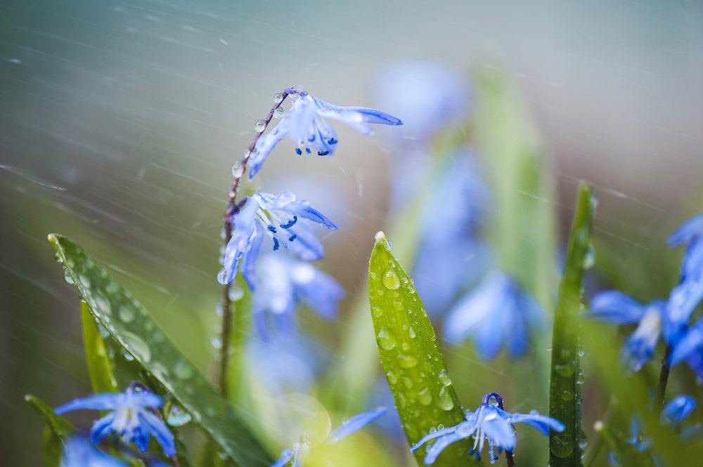 Весенняя нежность