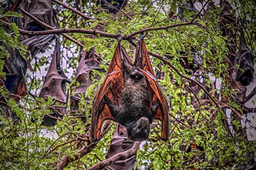 Not Bat Man