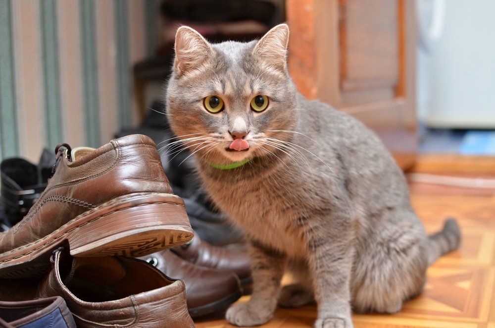 Облизывается