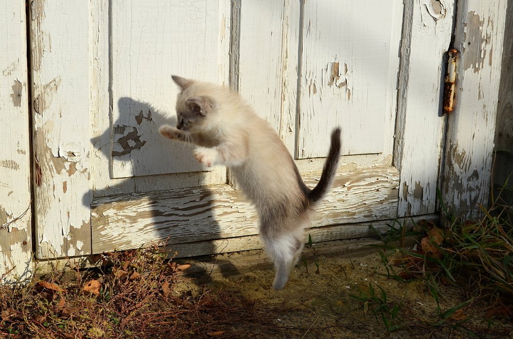 Охота за тенью