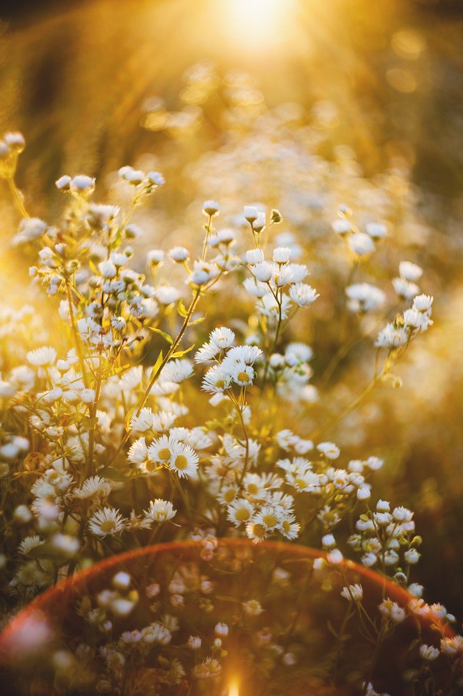 Залитые солнцем