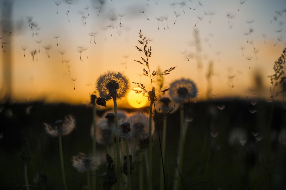 Высадка одуванчиков