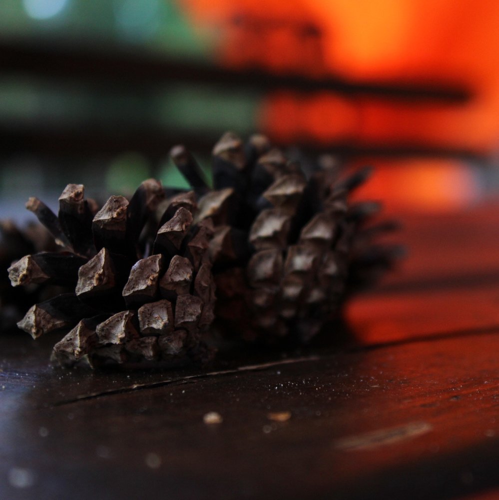 Pine cone