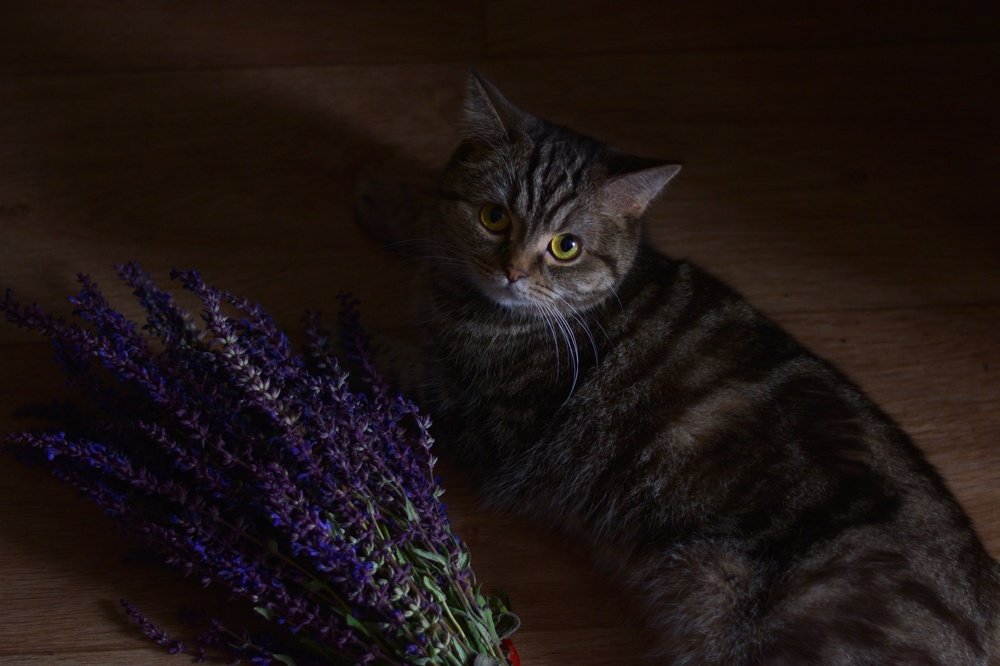 Photograph by Анастасия Койчина