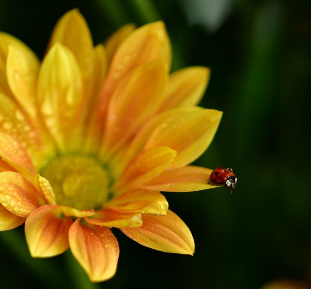 Шаг в лето .