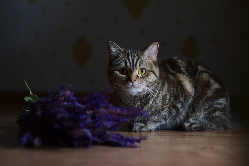 Photograph by Анастасия Койчина