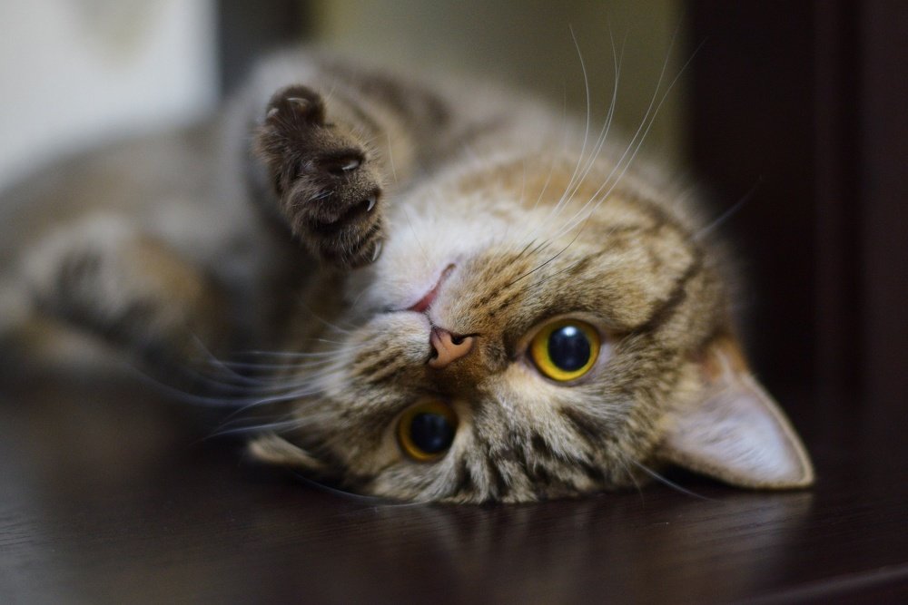 Photograph by Анастасия Койчина