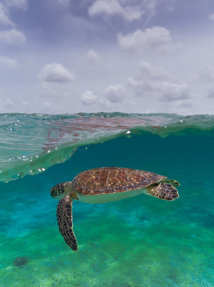 One planet. Two worlds