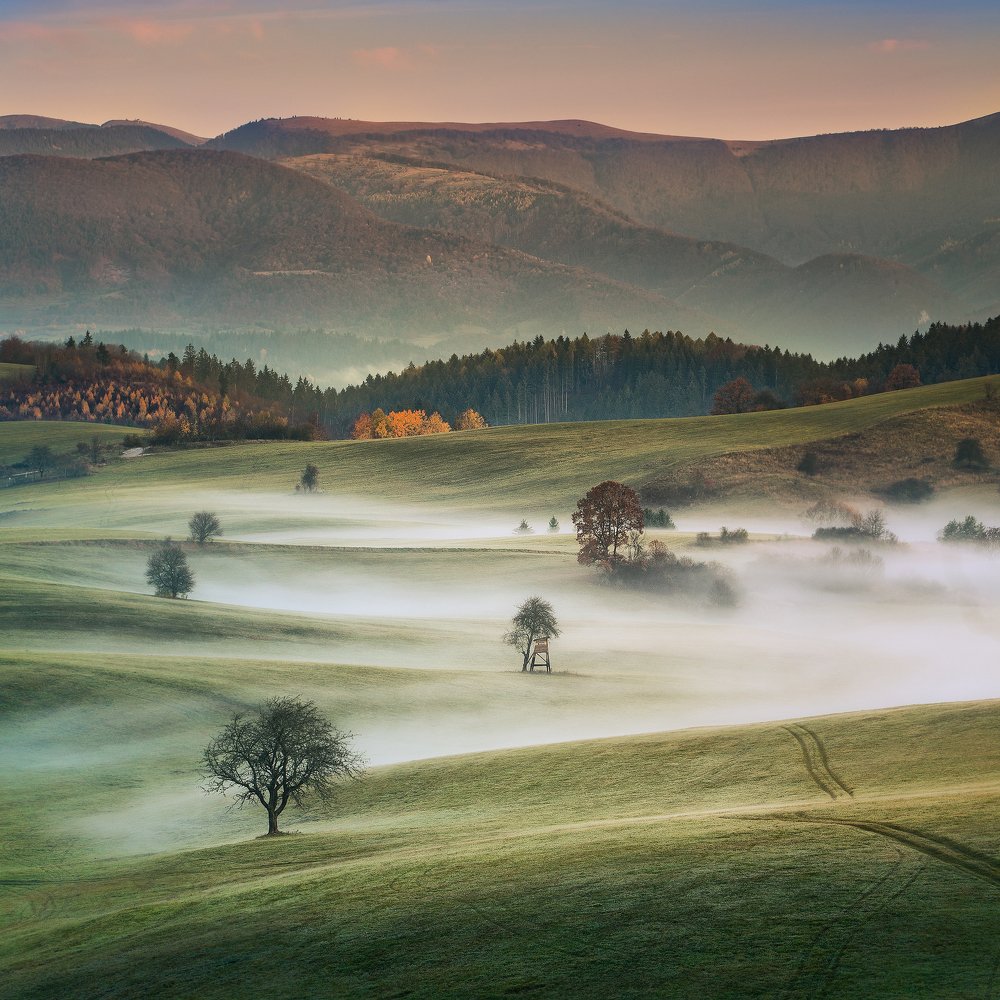 Foggy meadows