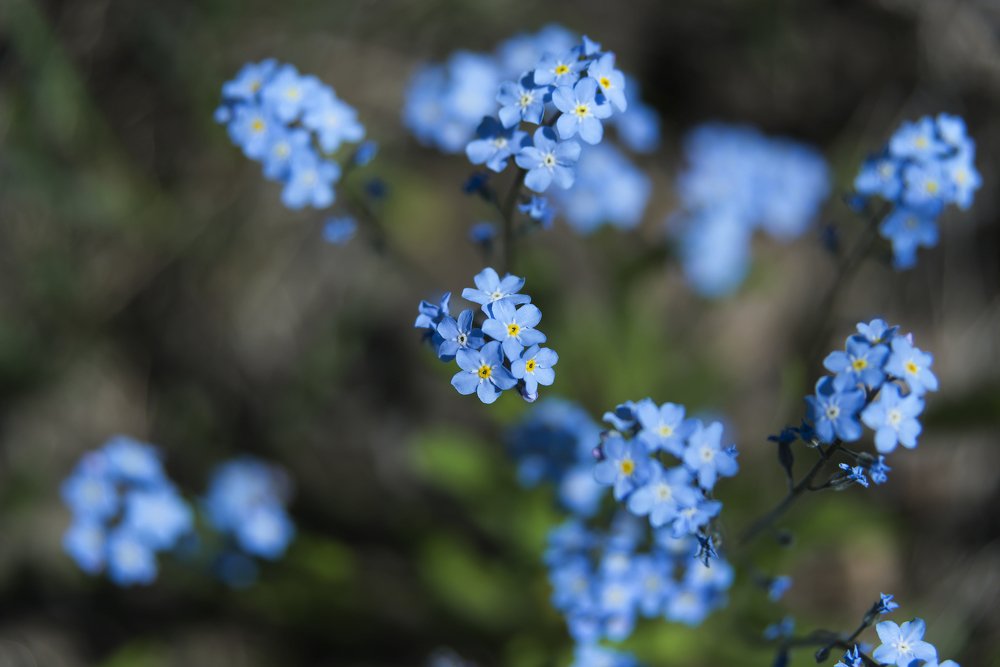 Голубого много не бывает.