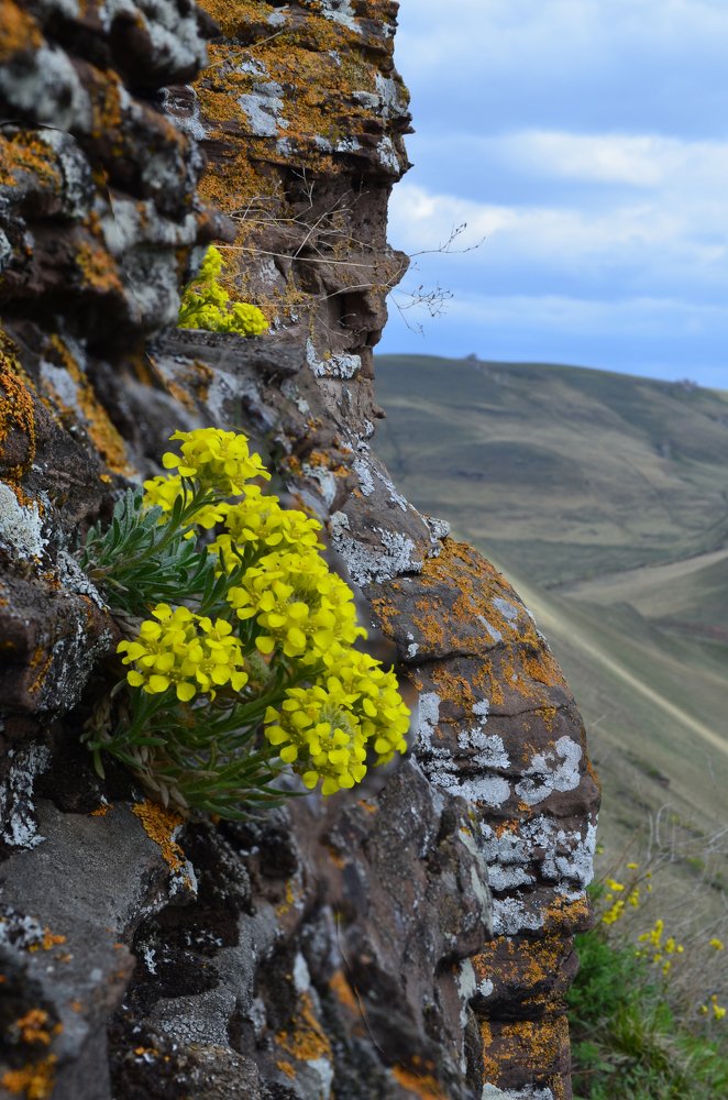 Цветы на горе Шишка