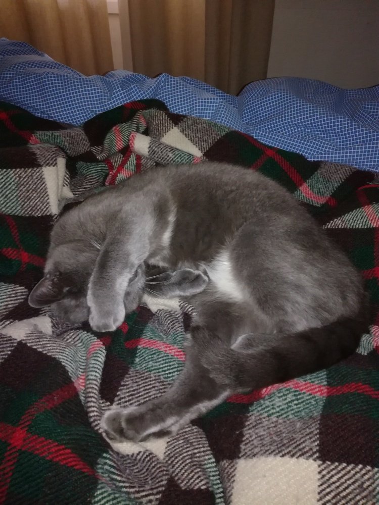 сладкий сон