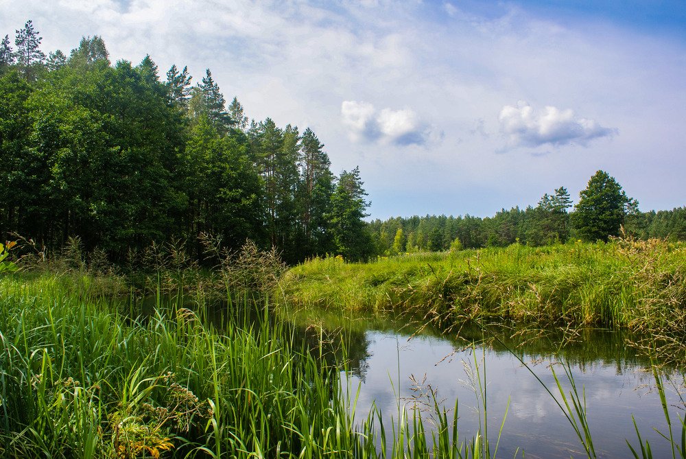 Лесная речка