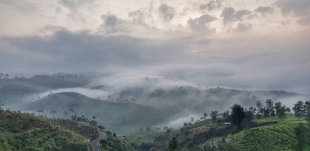 Peaceful Morning at Tea Plantation