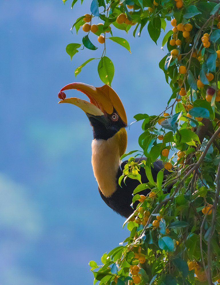Great Hornbill